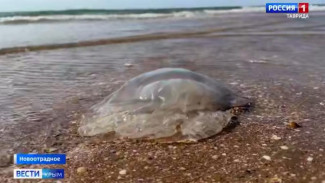 В Азовском море замечено большое скопление медуз