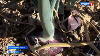  В Крыму приступили к уборке ялтинского лука