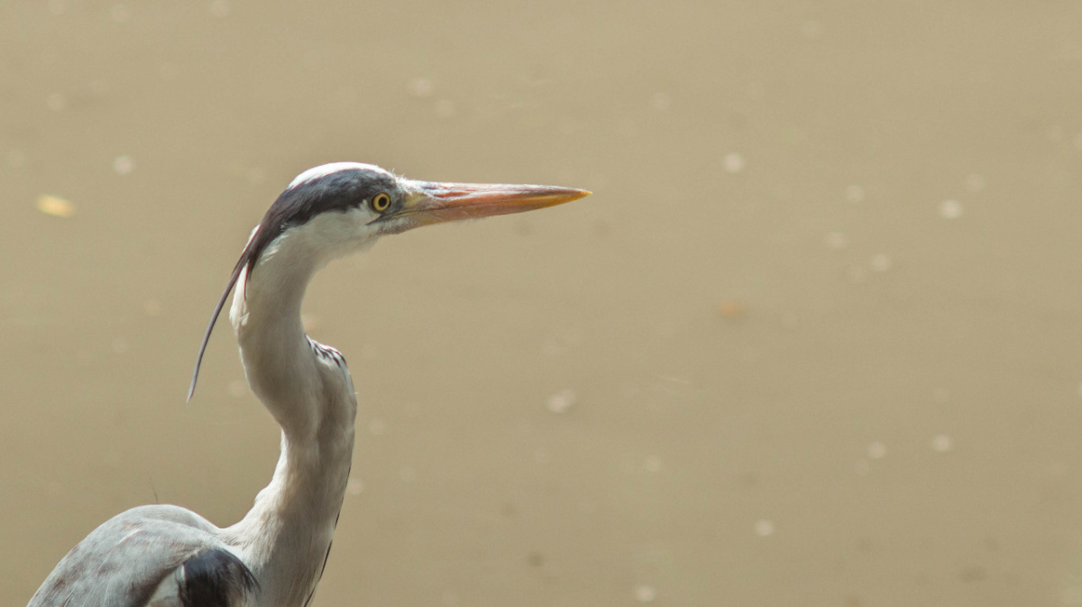 цапля шагает. серая цапля в краснодарском крае. найди цаплю. херон цапля птенец. серая цапля.