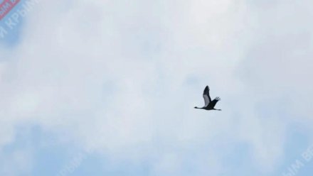 В Симферопольском районе заметили краснокнижных журавлей
