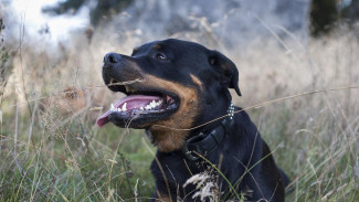 Международный день собак впервые отпразднуют в Крыму