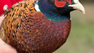  В Симферопольском районе в дикую природу выпустили 50 фазанов