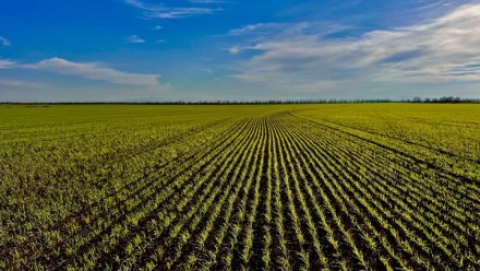 Крымские аграрии перевыполнили прогнозный показатель по севу озимых культур под урожай 2026 года