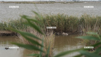 В Саках на озере Ковш погибли все лебеди
