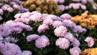 В Симферополе в декабре высадят около 40 тысяч цветов