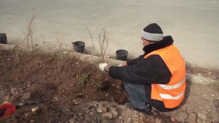 В Севастополе начали высаживать деревья, вместо уничтоженных