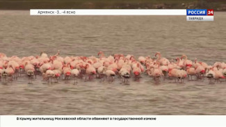 Под Феодосией замечена стая розовых фламинго