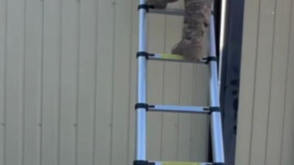 В Крыму задержали организаторов незаконной миграции