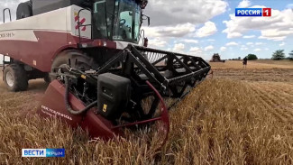 В Крыму начались работы по сбору урожая пшеницы. 