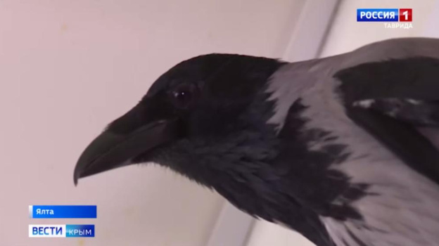 Вести Крым навестили «гавкающую» ворону в Крыму