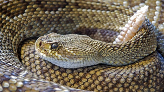 Крымские змеи активизируются: как действовать при встрече с опасной рептилией 