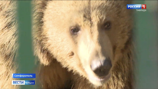 День рождения медведицы отметили в зооуголке Симферополя