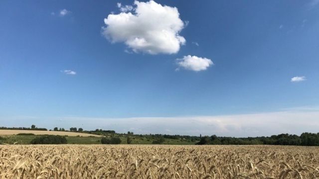 Засушливый год: в Крыму снизилась урожайность