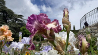 В Крыму открыли юбилейную, двадцатую по счёту, выставку ирисов