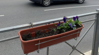 В Симферополе украли цветы, которыми украсили центральные улицы города