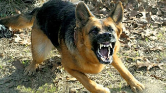 В Симферополе собаки напали на местных жителей