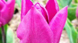 Цветок, названный  в честь королевы, расцвел в Никитском ботаническом саду