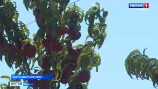 В Крыму приступили к уборке нектарина