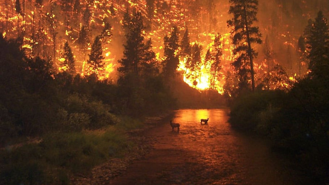 Масштабный лесной пожар под Судаком полностью ликвидирован