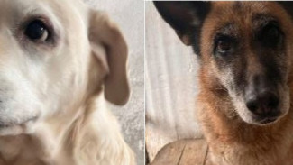 Две полицейские собаки из Крыма ищут новых хозяев