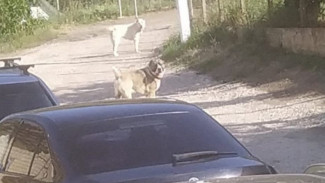 В Солнечногорском волкодавы нападают на домашних собак