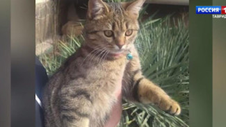 В Евпатории нашлась кошка Буся, которую накануне женщина в пакете вывезла за город