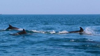 Специалисты центра «Безмятежное море» рассказали что нужно делать, когда к вам подплыл дельфин