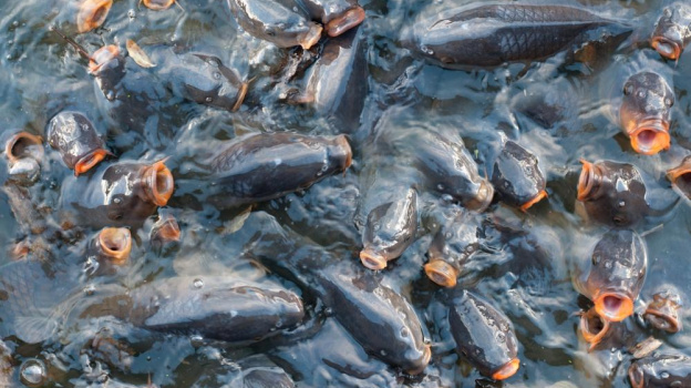 Погибшую в жару рыбу могут продавать на стихийных рынках в Крыму 