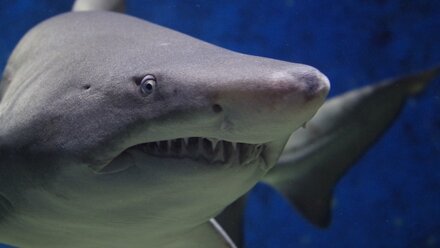 В Крыму откроют первый бассейн для акул