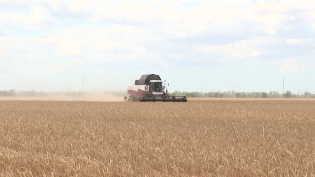 Битва за урожай: в Черноморском районе урожайность озимой пшеницы составляет 19,1 ц/га