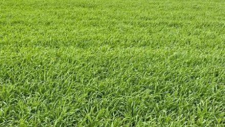 В Крыму взошли все посевы озимых культур