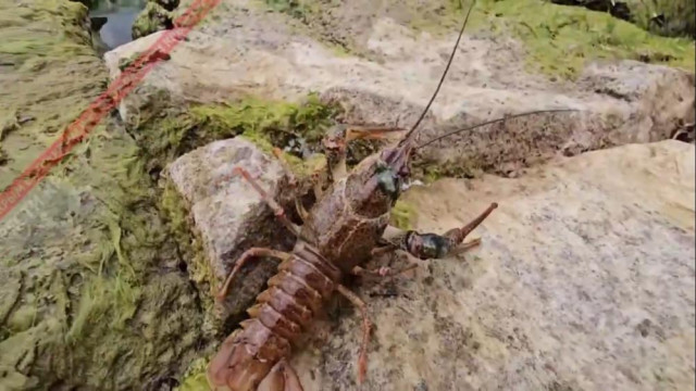 В Симферопольское водохранилище запустили 50 кг мальков рака [ВИДЕО]