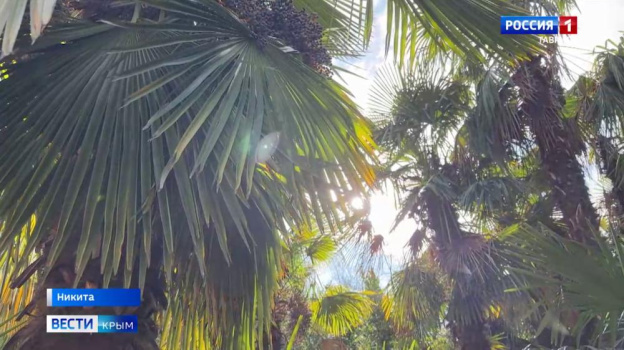 В Крыму зацвели розы и подснежники в январе 