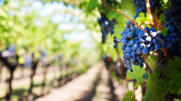 В Крыму приступили к уборке винограда