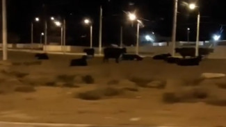 В Севастополе на «огурец» вышли коровы (ВИДЕО)