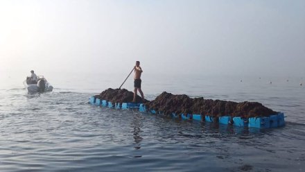 В Евпатории после шторма на пляжах собирают морские водоросли и вывозят обратно в море