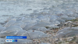 Тысячи медуз выбросило на азовское побережье