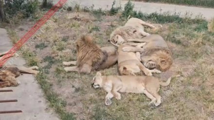  Текущая обстановка в парке львов «Тайган» 