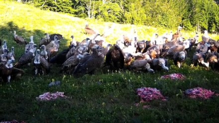 Редких грифов и сипов в крымских горах подкармливают мясом