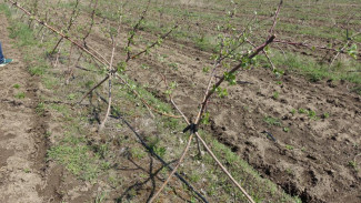 Сельхозпредприятия Крыма производят 2,7 млн саженцев плодовых культур
