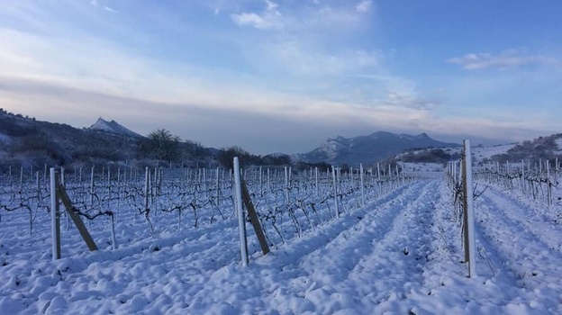 Крымские виноградари оценили влияние морозов на урожай