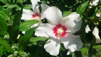 Гибискусу не страшна крымская жара 