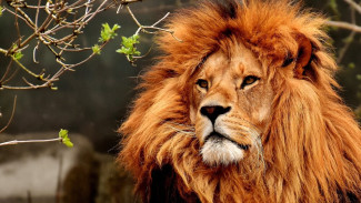 Сафари-парк «Тайган» и зоопарк «Сказка» закрыли на два месяца