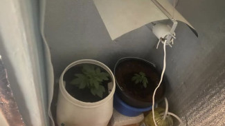 53-летний житель Алушты выращивал марихуану в своем доме