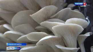 Семья фермеров из Кировского района получила грант в 15 млн рублей на развитие грибного производства