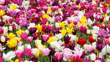Никитский ботанический сад готовится к параду тюльпанов