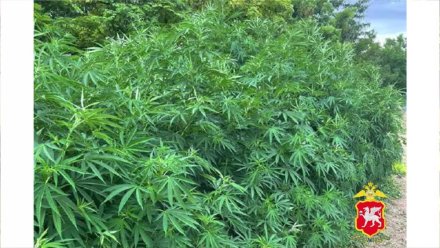 В Крыму нашли плантацию конопли в лесополосе