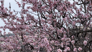 В Севастополе началось массовое цветение деревьев