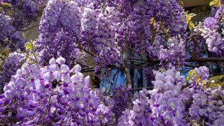 В Крыму глициния, маки, тюльпаны: весна идет, весне дорогу!