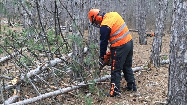 В Крыму стартовала санитарная рубка леса